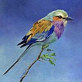 Lilacbreasted Roller
