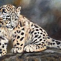 Snow Leopard Cub