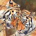 Tiger Love