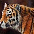 Tiger Portrait 